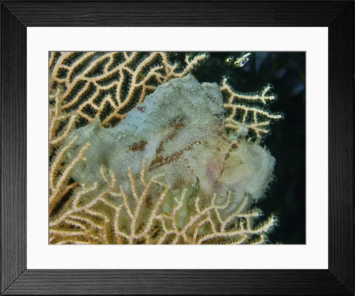Framed Print : A pale green rocking fish (Taenianotus triacanthus) lurking in giant fan coral (Annella mollis) Framed Print : A pale green rocking fish (Taenianotus triacanthus) lurking in giant fan coral (Annella mollis)