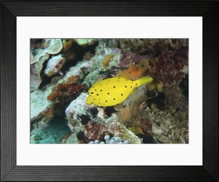 Framed Print : Bright yellow boxfish (Ostracion cubicus) Framed Print : Bright yellow boxfish (Ostracion cubicus)