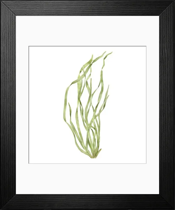 Framed Print : Marine green algae from the underwater world of the ocean Framed Print : Marine green algae from the underwater world of the ocean