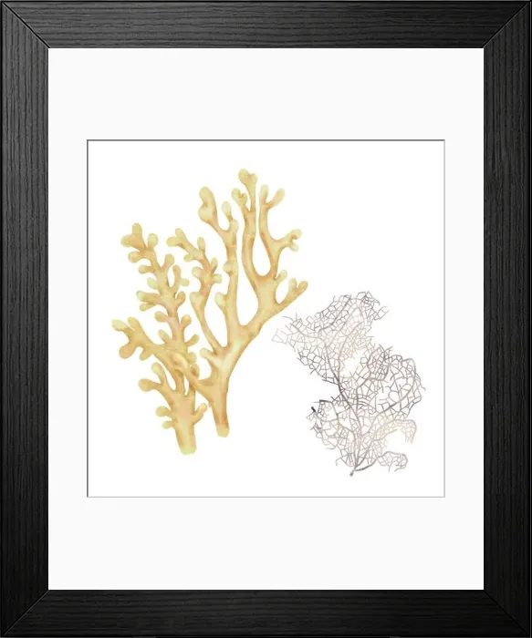 Framed Print : White coral, an element of the underwater world and coral reefs Framed Print : White coral, an element of the underwater world and coral reefs