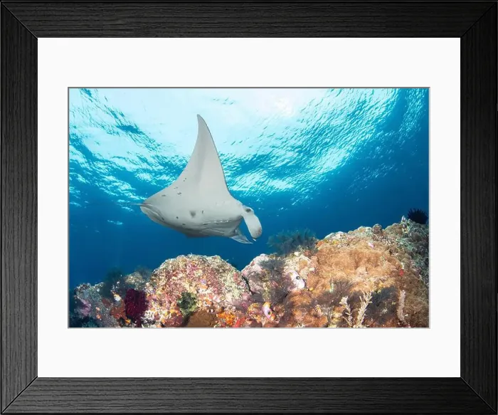 Framed Print : A manta ray (Mobula alfredi), swims above the coral, Raja Ampat, Indonesia Framed Print : A manta ray (Mobula alfredi), swims above the coral, Raja Ampat, Indonesia