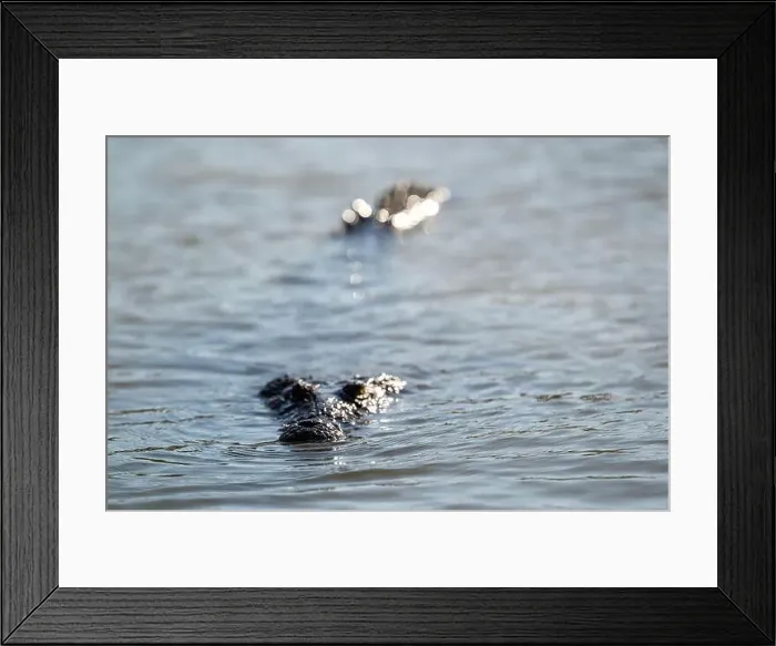 Framed Print : A lone crocodile glides through the green waters of the Yucatan Peninsula Framed Print : A lone crocodile glides through the green waters of the Yucatan Peninsula