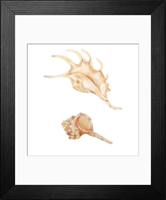 Framed Print : Clam shell, lambis and murex. Digital watercolor illustration Framed Print : Clam shell, lambis and murex. Digital watercolor illustration