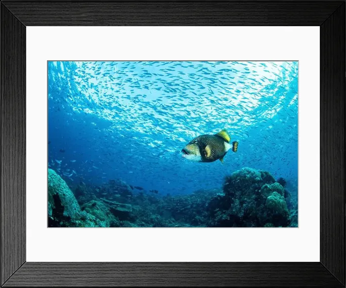 Framed Print : A triggerfish swims with a school of small fish, Raja Ampat, Indonesia Framed Print : A triggerfish swims with a school of small fish, Raja Ampat, Indonesia