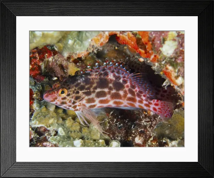 Framed Print : Red patterned Coral hawkfish (Cirrhitichthys oxycephalus) hiding among colourful corals Framed Print : Red patterned Coral hawkfish (Cirrhitichthys oxycephalus) hiding among colourful corals