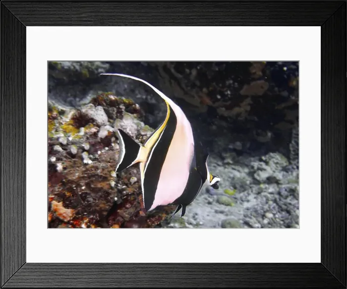 Framed Print : Black and white striped halterfish (Zanclus cornutus) with elegant body in front of coral reef Framed Print : Black and white striped halterfish (Zanclus cornutus) with elegant body in front of coral reef