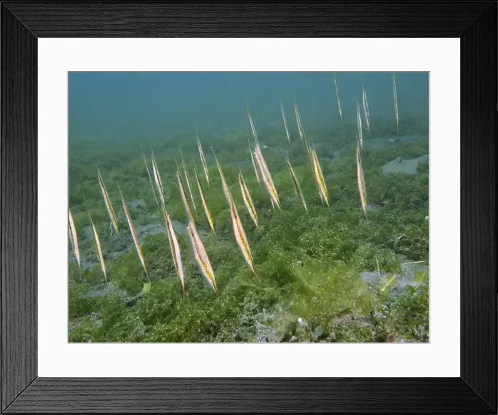 Framed Print : A group of long fish, jointed razorfish Framed Print : A group of long fish, jointed razorfish