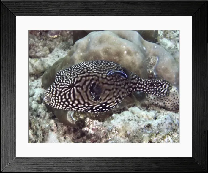 Framed Print : A fish with a striking black and white pattern Framed Print : A fish with a striking black and white pattern