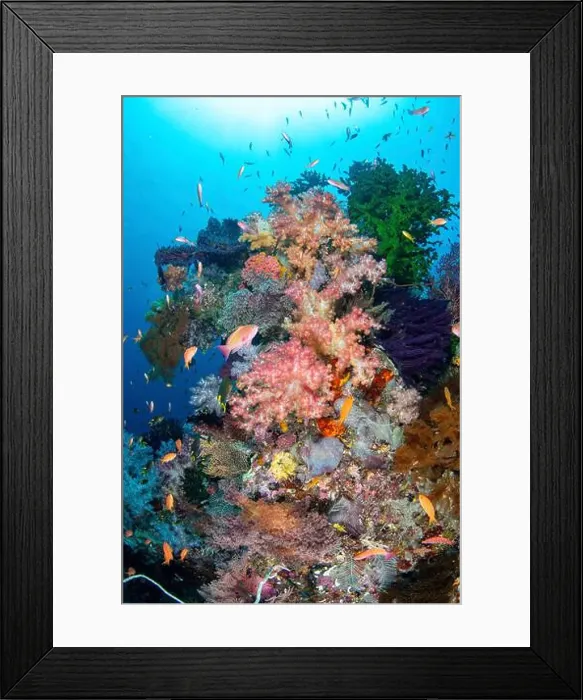 Framed Print : A coral bommie surrounded by anthias fish, Raja Ampat, Indonesia Framed Print : A coral bommie surrounded by anthias fish, Raja Ampat, Indonesia