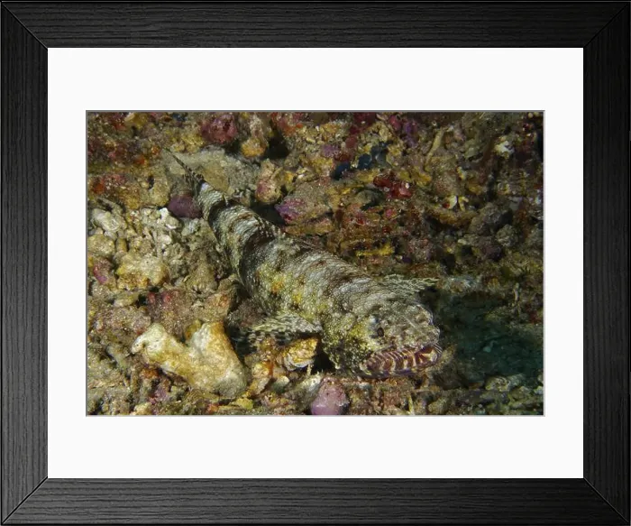 Framed Print : A well camouflaged gracile lizardfish (Saurida gracilis) Framed Print : A well camouflaged gracile lizardfish (Saurida gracilis)