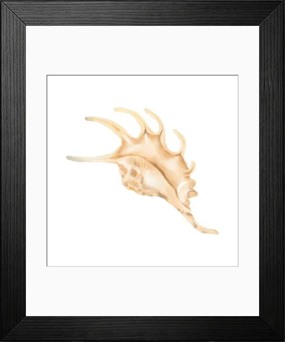 Framed Print : The shell of the lambis clam. Digital watercolor illustration Framed Print : The shell of the lambis clam. Digital watercolor illustration