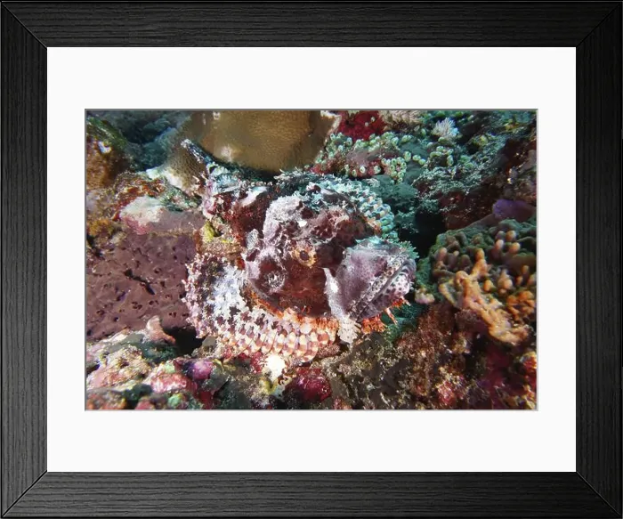 Framed Print : A Papuan scorpionfish (Scorpaenopsis papuensis) hidden in a colourful reef environment Framed Print : A Papuan scorpionfish (Scorpaenopsis papuensis) hidden in a colourful reef environment