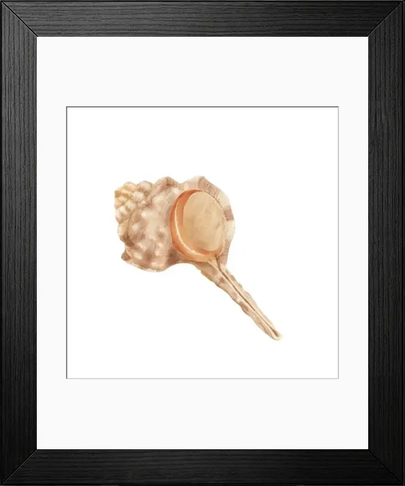 Framed Print : Clam shell, murex Haustellum. Digital watercolor illustration Framed Print : Clam shell, murex Haustellum. Digital watercolor illustration