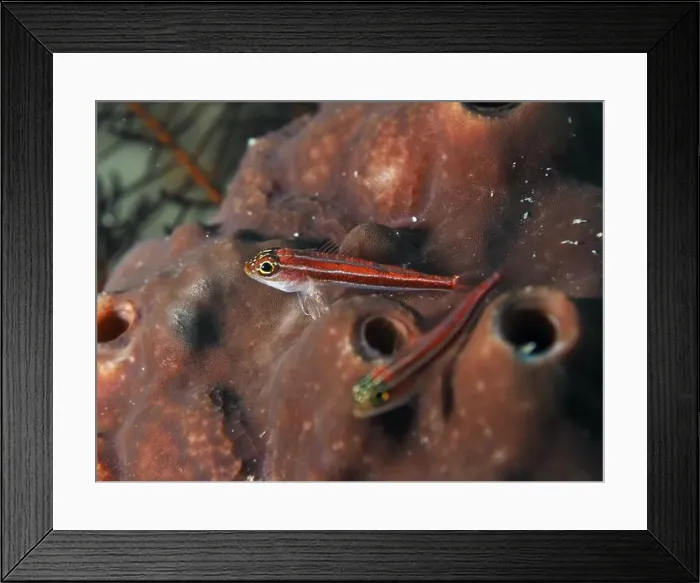 Framed Print : A small red fish, striped threefin (Helcogramma striata) Framed Print : A small red fish, striped threefin (Helcogramma striata)