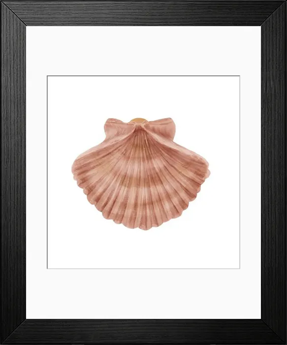Framed Print : Clam shell, sea and river scallop Framed Print : Clam shell, sea and river scallop