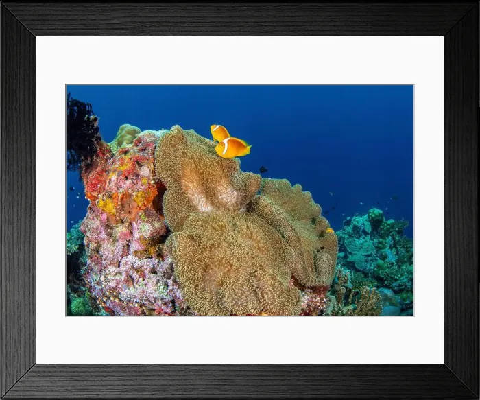 Framed Print : A pair of white capped clownfish, Solomon Island Framed Print : A pair of white capped clownfish, Solomon Island