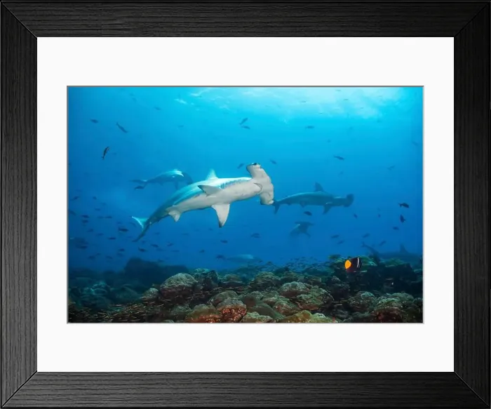 Framed Print : A school of hammerhead sharks, Galapagos Framed Print : A school of hammerhead sharks, Galapagos
