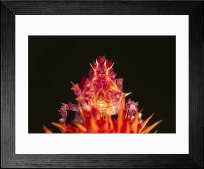 Framed Print : A soft coral crab, sometimes known as a candy crab Framed Print : A soft coral crab, sometimes known as a candy crab
