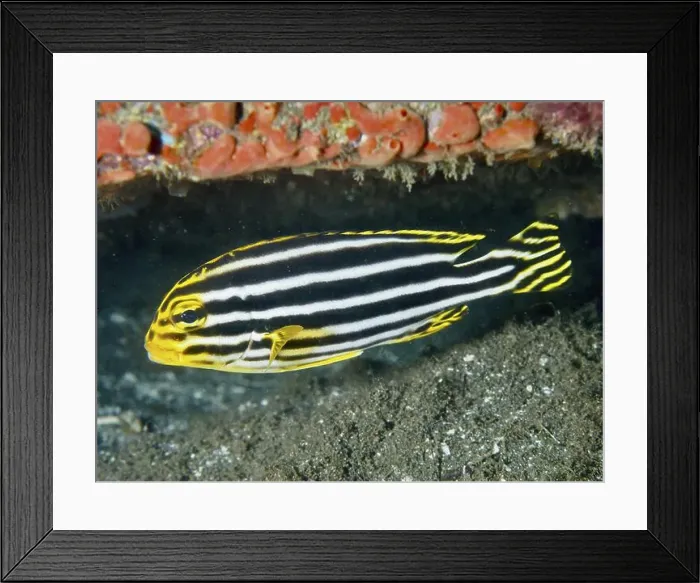Framed Print : A yellow-black fish with stripes Framed Print : A yellow-black fish with stripes
