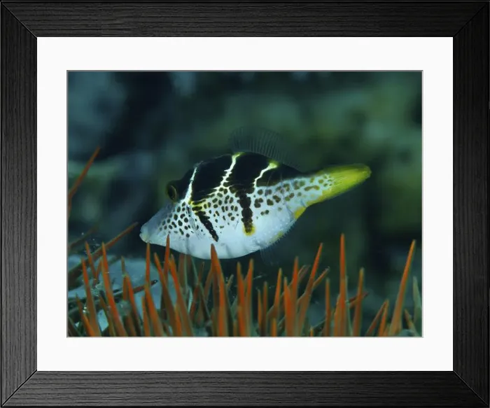 Framed Print : A striped mimicry filefish (Paraluteres prionurus) Framed Print : A striped mimicry filefish (Paraluteres prionurus)