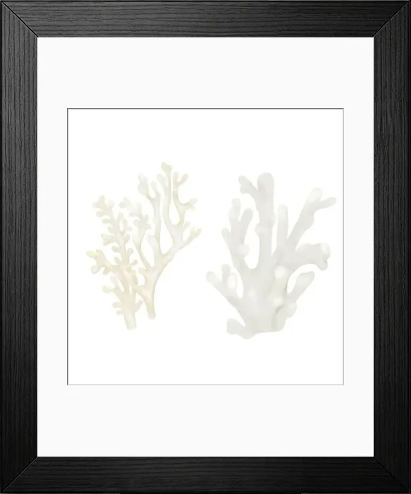 Framed Print : White coral, an element of the underwater world and coral reefs Framed Print : White coral, an element of the underwater world and coral reefs