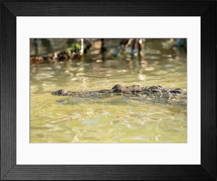 Framed Print : A lone crocodile glides through the green waters of the Yucatan Peninsula Framed Print : A lone crocodile glides through the green waters of the Yucatan Peninsula