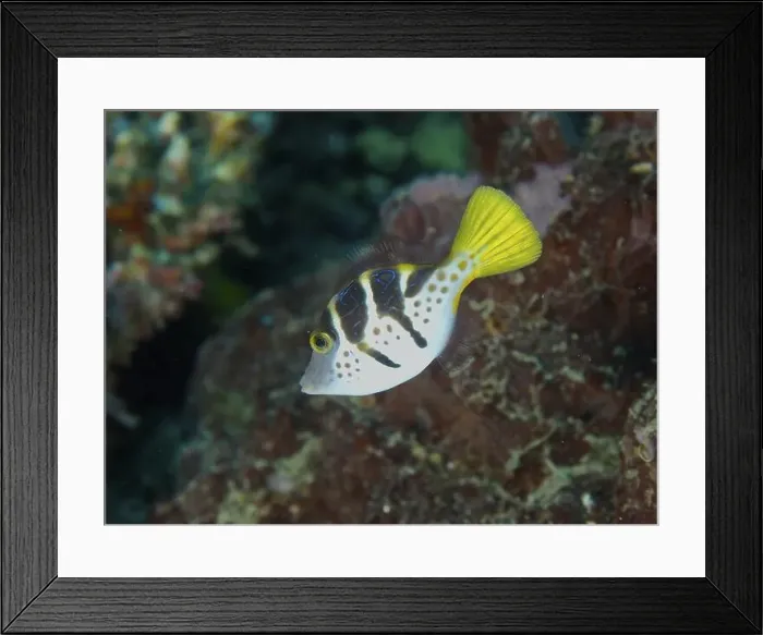 Framed Print : A striped mimicry filefish (Paraluteres prionurus) with a yellow fin swims through tropical waters Framed Print : A striped mimicry filefish (Paraluteres prionurus) with a yellow fin swims through tropical waters