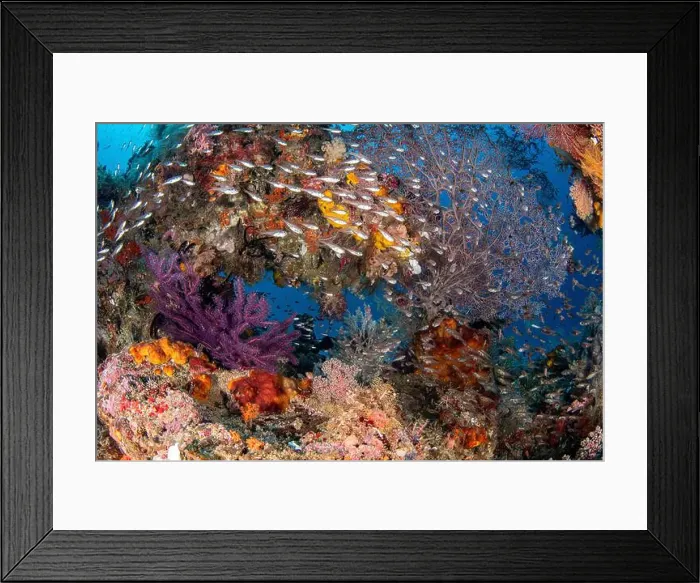 Framed Print : Glassfish swirling around a natural coral arch, Raja Ampat, Indonesia Framed Print : Glassfish swirling around a natural coral arch, Raja Ampat, Indonesia