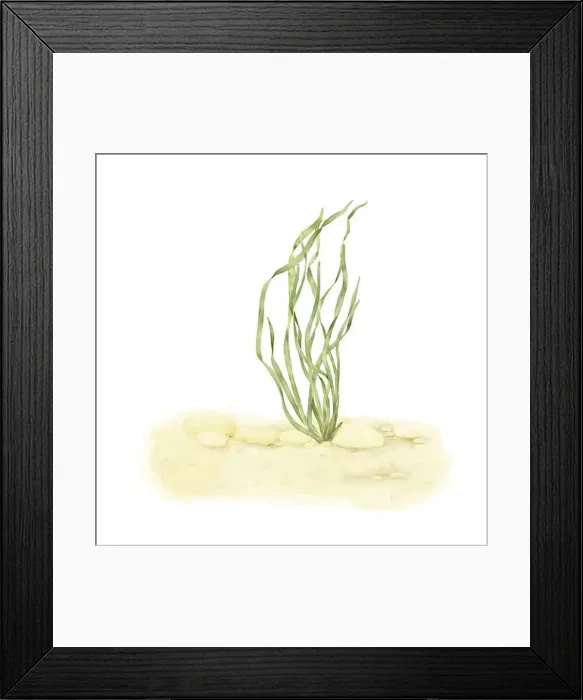 Framed Print : Sea green algae in the rocks on the sandy bottom Framed Print : Sea green algae in the rocks on the sandy bottom