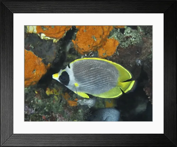 Framed Print : A panda butterflyfish (Chaetodon adiergastos) swimming between bright orange sea sponges Framed Print : A panda butterflyfish (Chaetodon adiergastos) swimming between bright orange sea sponges