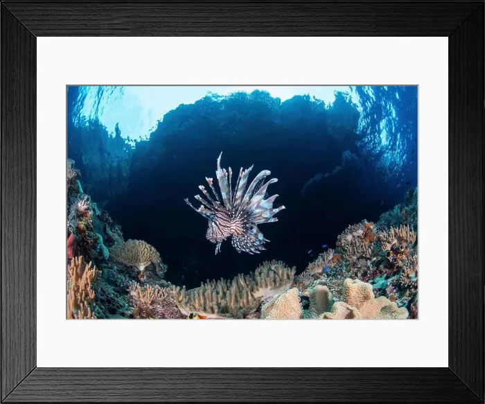 Framed Print : A lionfish hovers over a reef, Raja Ampat, Indonesia Framed Print : A lionfish hovers over a reef, Raja Ampat, Indonesia