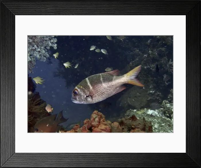 Framed Print : A Mangrove snapper (Monotaxis heterodon) Framed Print : A Mangrove snapper (Monotaxis heterodon)