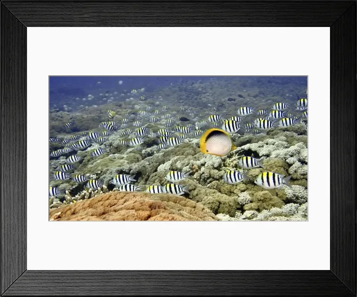 Framed Print : A school of striped fish, Indo-Pacific sergeant (Abudefduf vaigiensis) Framed Print : A school of striped fish, Indo-Pacific sergeant (Abudefduf vaigiensis)