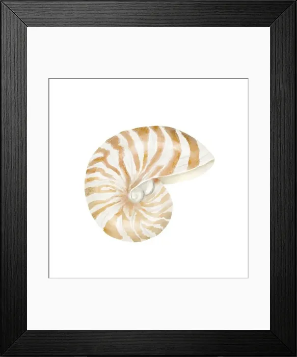 Framed Print : Nautilus clam shell. Digital watercolor illustration Framed Print : Nautilus clam shell. Digital watercolor illustration
