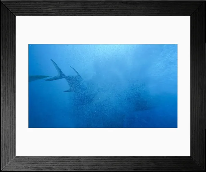 Framed Print : Panoramic view underwater shooting of air bubbles Framed Print : Panoramic view underwater shooting of air bubbles