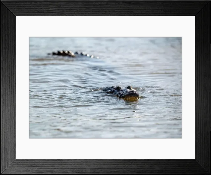 Framed Print : A lone crocodile glides through the green waters of the Yucatan Peninsula Framed Print : A lone crocodile glides through the green waters of the Yucatan Peninsula