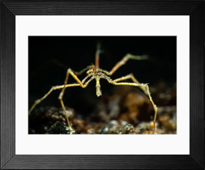 Framed Print : Sea Spider, an arthropod, from the Pycnogonida class Framed Print : Sea Spider, an arthropod, from the Pycnogonida class