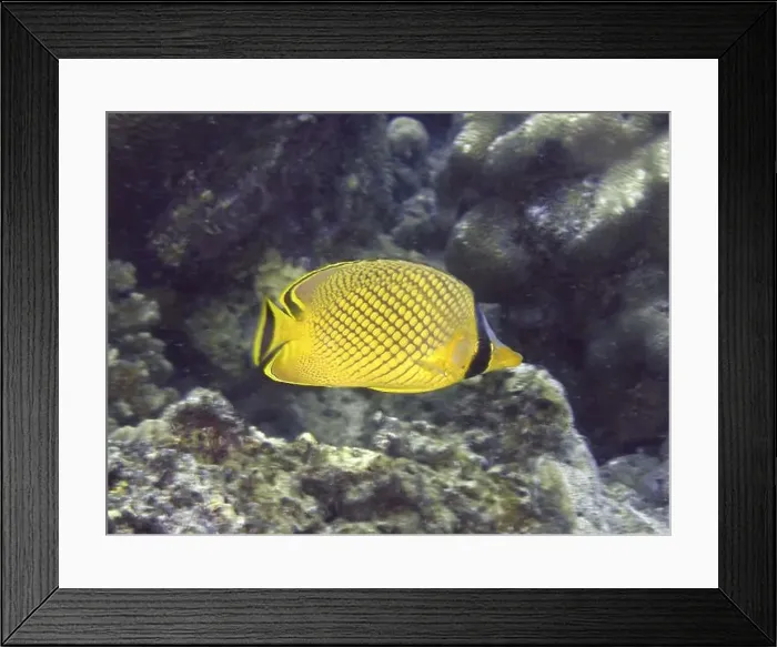 Framed Print : A yellow-black patterned fish, large scale butterflyfish (Chaetodon rafflesii) Framed Print : A yellow-black patterned fish, large scale butterflyfish (Chaetodon rafflesii)