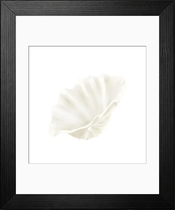 Framed Print : The shell of the hippopus clam Framed Print : The shell of the hippopus clam