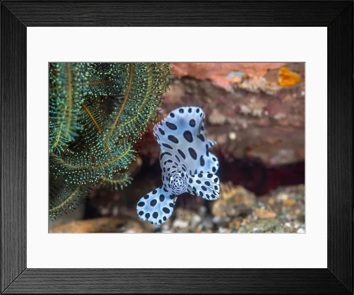 Framed Print : A juvenile barramundi fish (Cromileptes altivelis) Framed Print : A juvenile barramundi fish (Cromileptes altivelis)