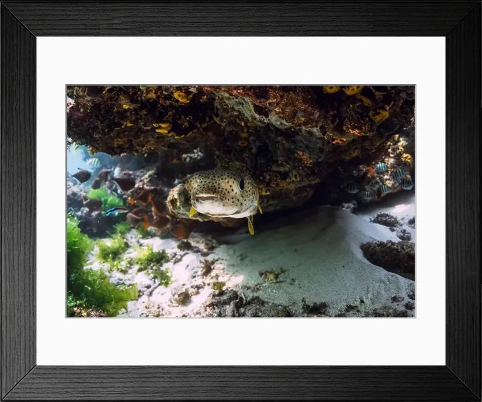 Framed Print : Puffer fish swims near coral reef rock in tropical sea Framed Print : Puffer fish swims near coral reef rock in tropical sea