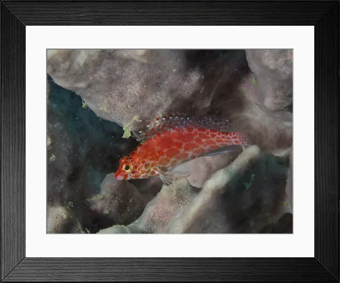 Framed Print : Bright red fish, Coral hawkfish (Cirrhitichthys oxycephalus) resting on a sea sponge Framed Print : Bright red fish, Coral hawkfish (Cirrhitichthys oxycephalus) resting on a sea sponge