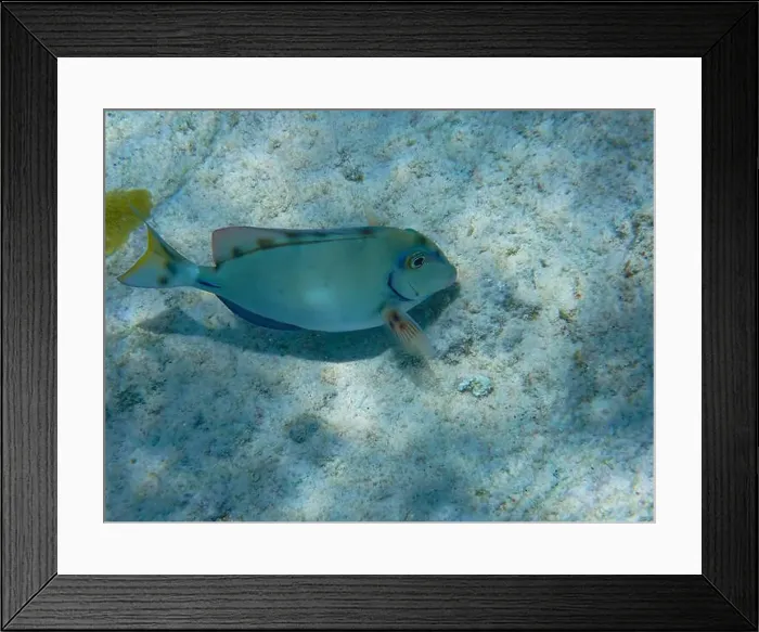 Framed Print : Sealife in the clear waters of the diver paradies Bonaire, Ocean surgeon (Acanthurus bahianus), Caribbean Netherlands Framed Print : Sealife in the clear waters of the diver paradies Bonaire, Ocean surgeon (Acanthurus bahianus), Caribbean Netherlands