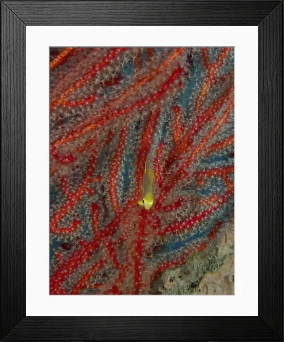 Framed Print : Juvenile Golden damselfish (Amblyglyphidodon aureus) seeks shelter in vivid red corals Framed Print : Juvenile Golden damselfish (Amblyglyphidodon aureus) seeks shelter in vivid red corals