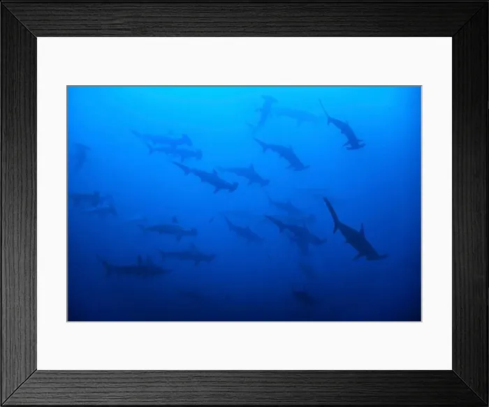 Framed Print : A school of scalloped hammerhead sharks Framed Print : A school of scalloped hammerhead sharks