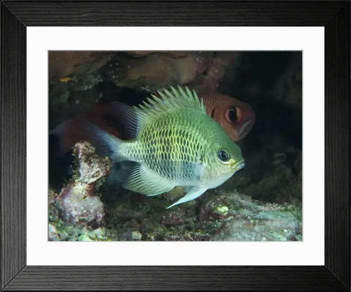 Framed Print : A green fish, staghorn coral damselfish (Amblyglyphidodon curacao) Framed Print : A green fish, staghorn coral damselfish (Amblyglyphidodon curacao)