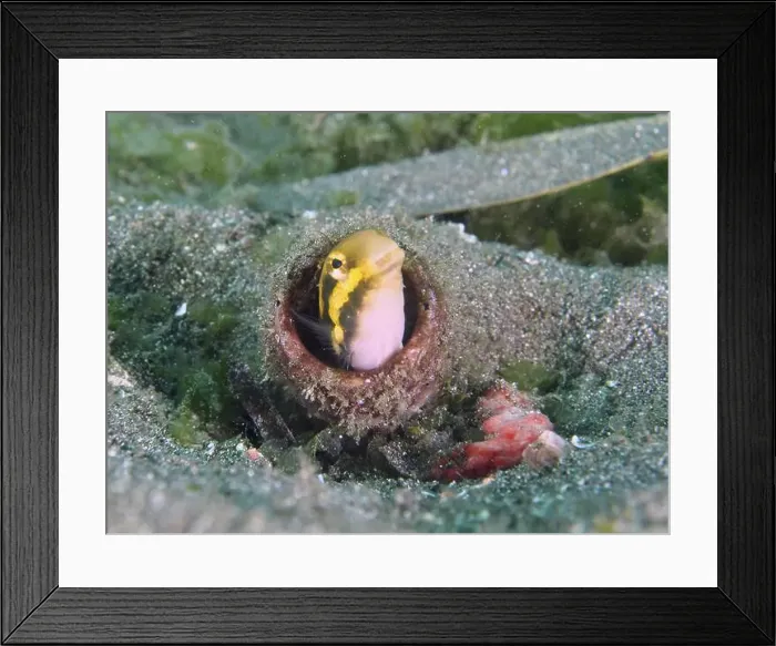 Framed Print : A fish with yellow markings, striped mimicry blenny (Petroscirtes breviceps) Framed Print : A fish with yellow markings, striped mimicry blenny (Petroscirtes breviceps)
