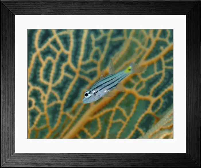 Framed Print : A striped fish, five-line cardinalfish (Cheilodipterus quinquelineatus) in front of giant fan coral (Annella mollis) Framed Print : A striped fish, five-line cardinalfish (Cheilodipterus quinquelineatus) in front of giant fan coral (Annella mollis)