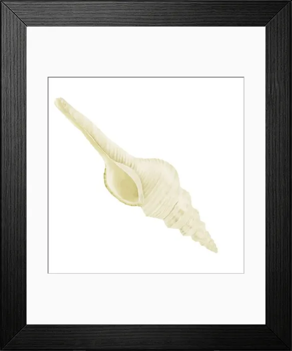 Framed Print : The white conch shell of the strombus clam Framed Print : The white conch shell of the strombus clam