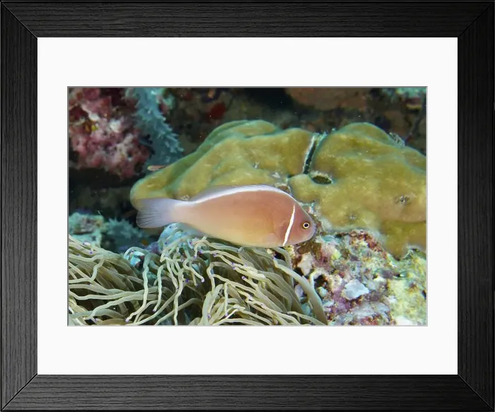 Framed Print : Pink-coloured clownfish, collar anemonefish (Amphiprion perideraion) Framed Print : Pink-coloured clownfish, collar anemonefish (Amphiprion perideraion)